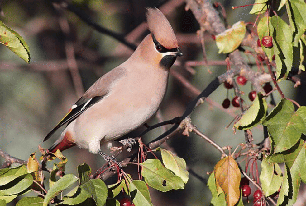 potret burung bohemian waxwing