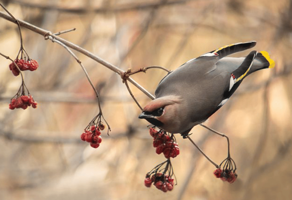 potret burung bohemian waxwing 