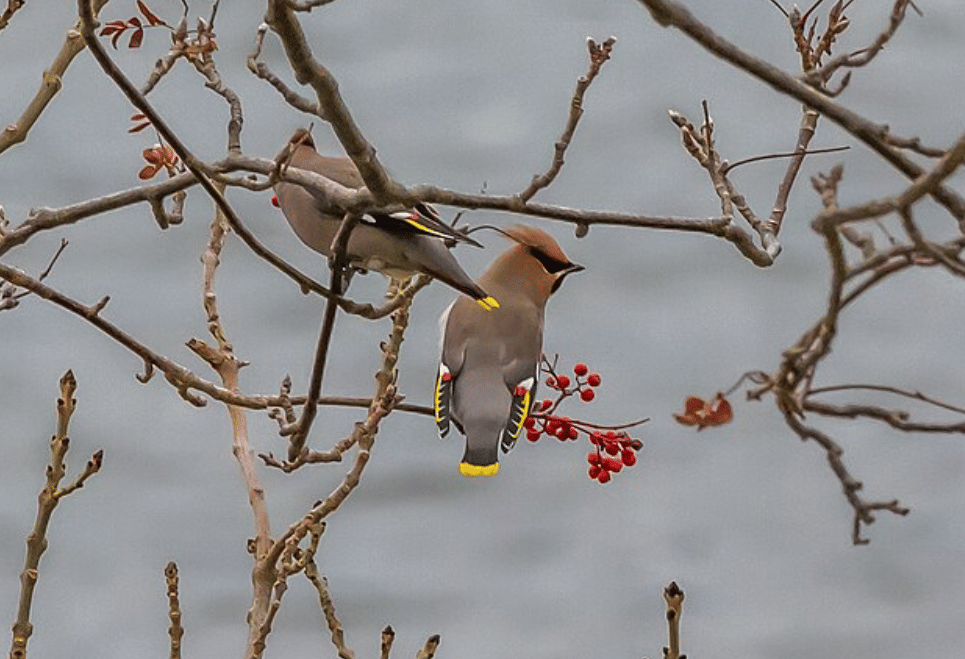 potret burung bohemian waxwing