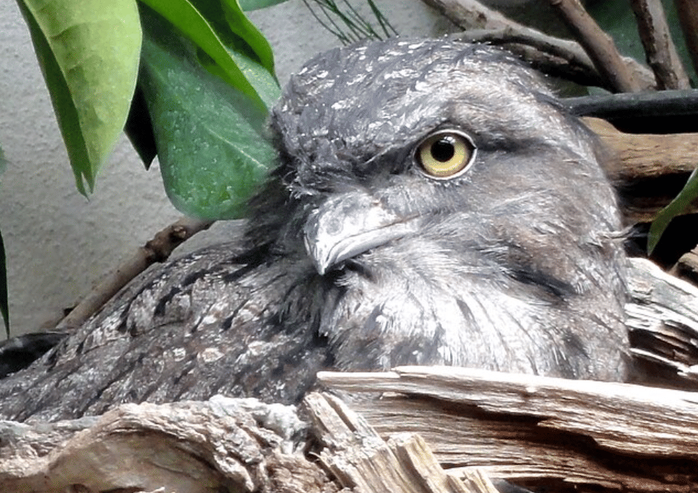 potret burung tawny frogmouth