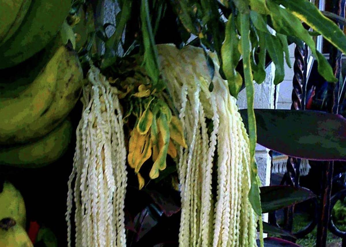 Kekuatan Tersembunyi Pohon Kelapa, Jadi Bahan Bakar Pesawat