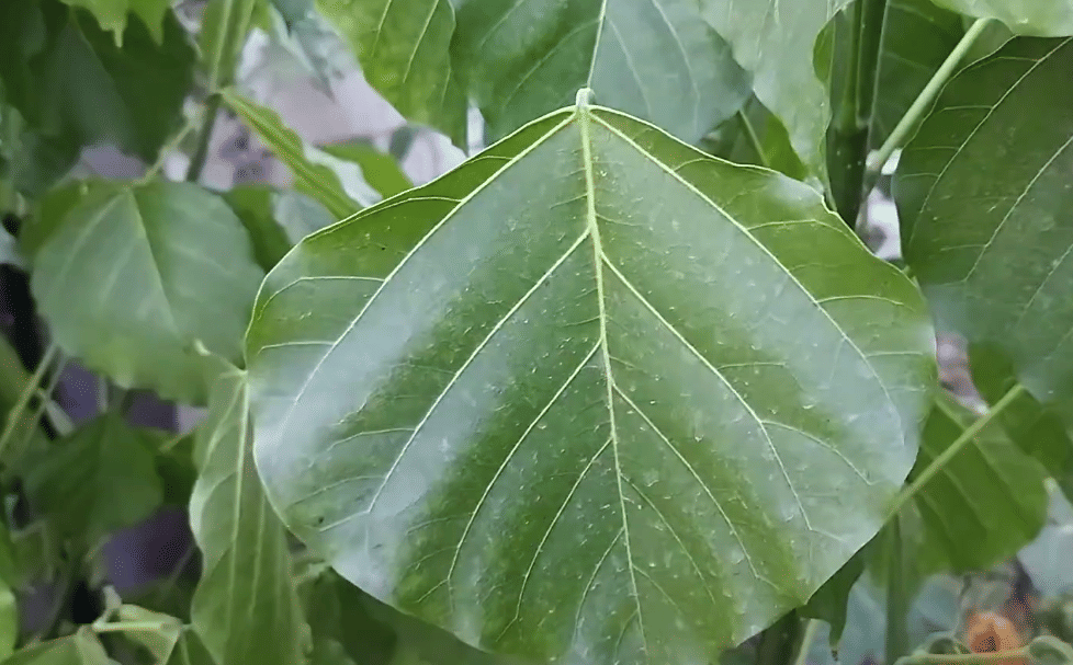 Daun dari pohon dapdap. 