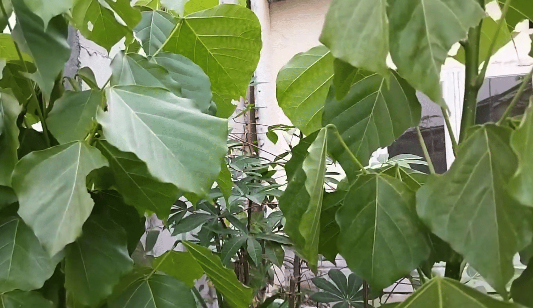 Pohon dapdap yang dapat tumbuh dengan mudah. 