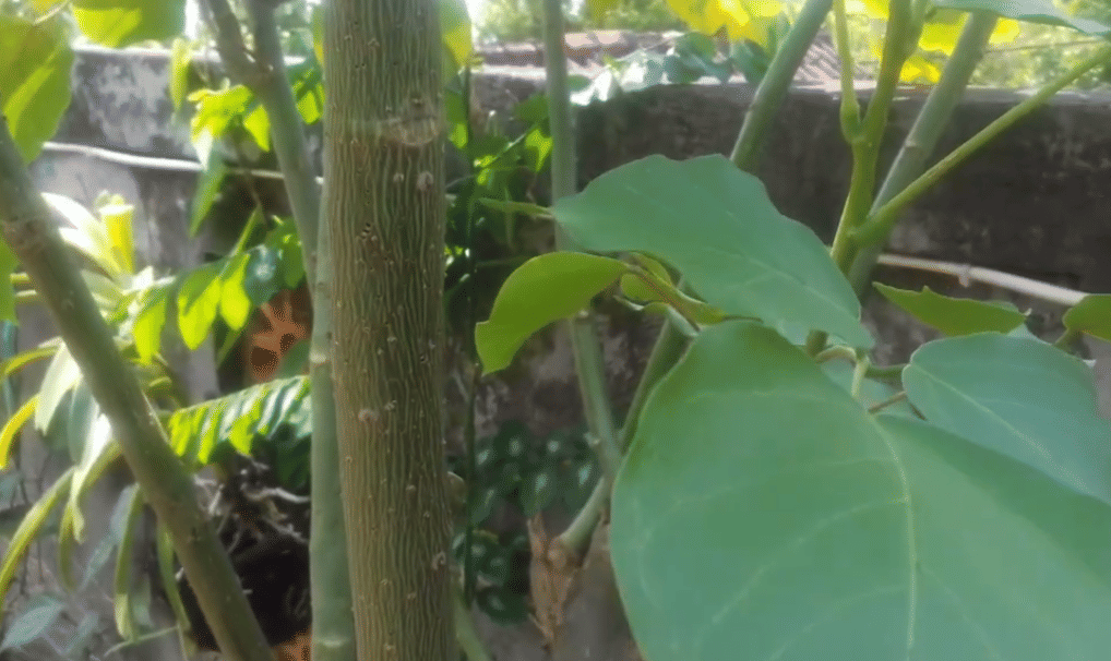 Kayu dari pohon dapdap .