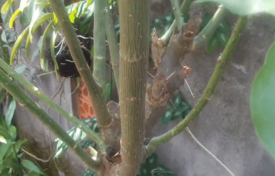 Kayu dari pohon dapdap . 