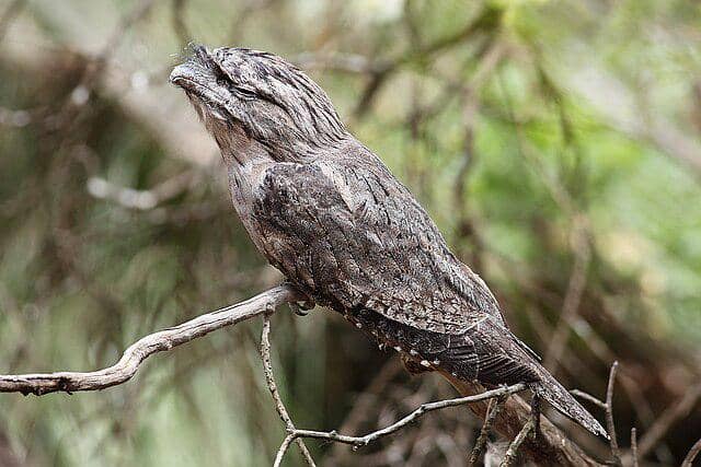 potret burung tawny frogmouth