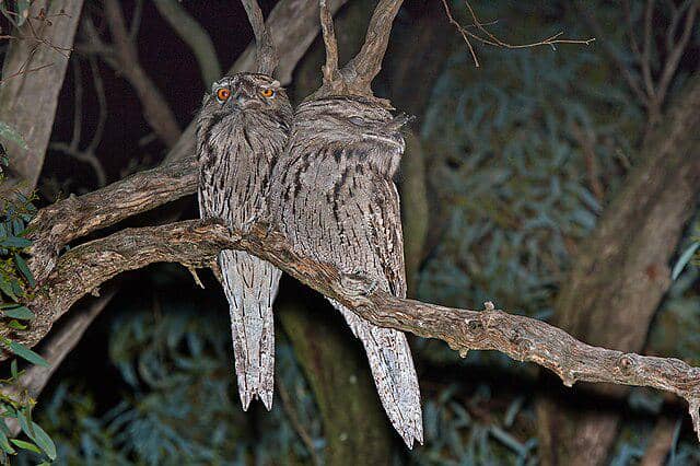 potret burung tawny frogmouth