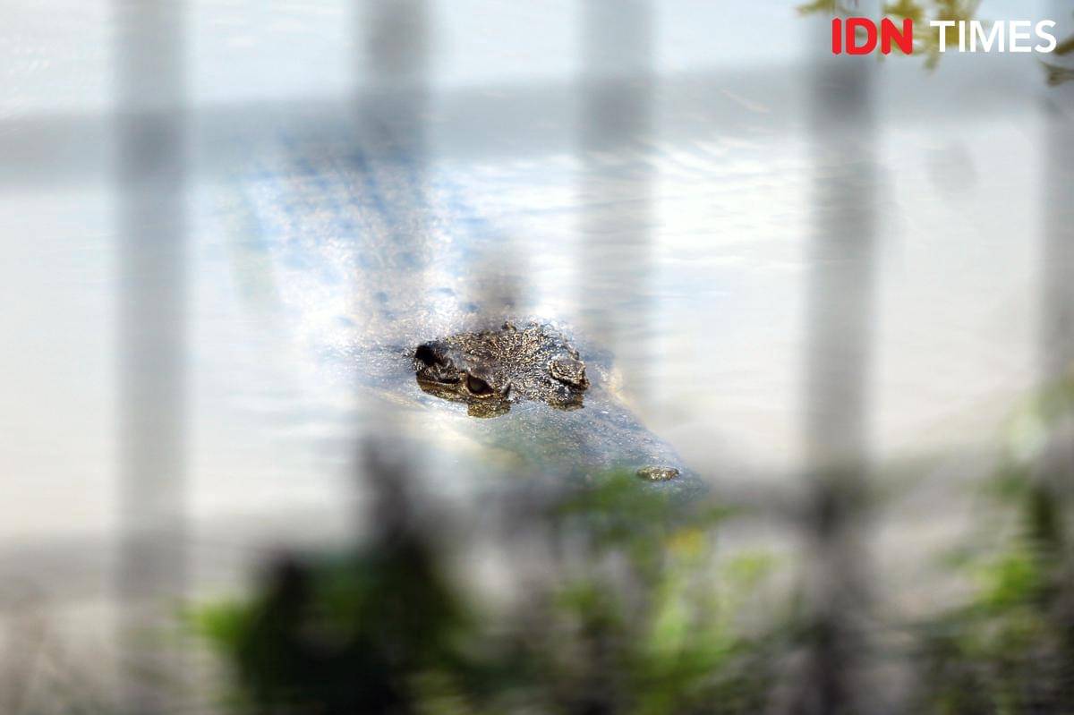 Buaya muara yang menghuni PPS Alobi, Kabupaten Bangka, Provinsi Bangka Belitung (IDN Times/Doni Hermawan)