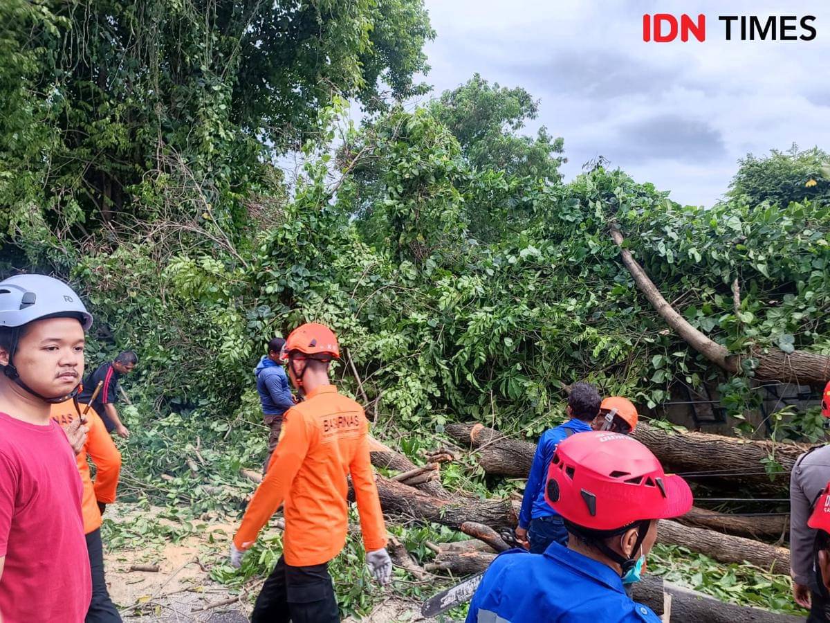 Dua orang meninggal dunia tertimpa pohon tumbang di selatan Monumen Jogja Kembali (Monjali), Ngaglik, Sleman, Jumat (21/11/2025) sore. 