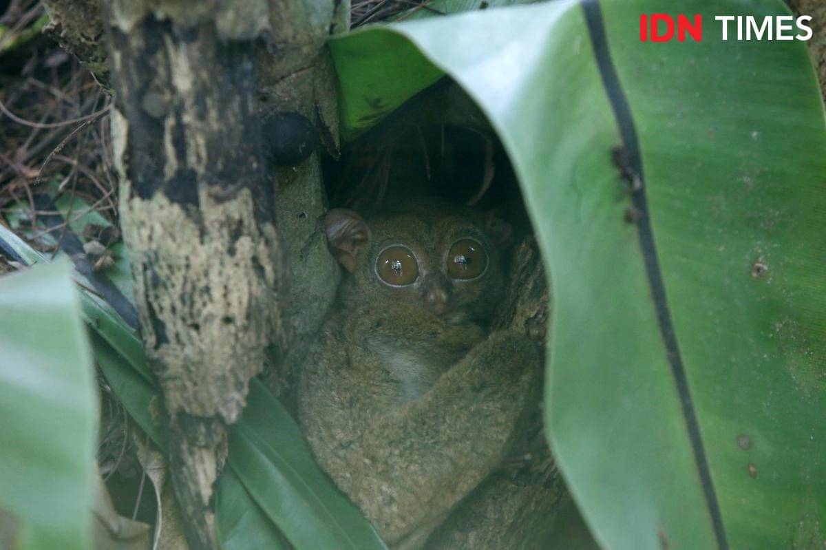 Tarsius atau Mentilin, primata terkecil yang merupakan hewan endemik Bangka Belitung di PPS Alobi (IDN Times/Doni Hermawan)