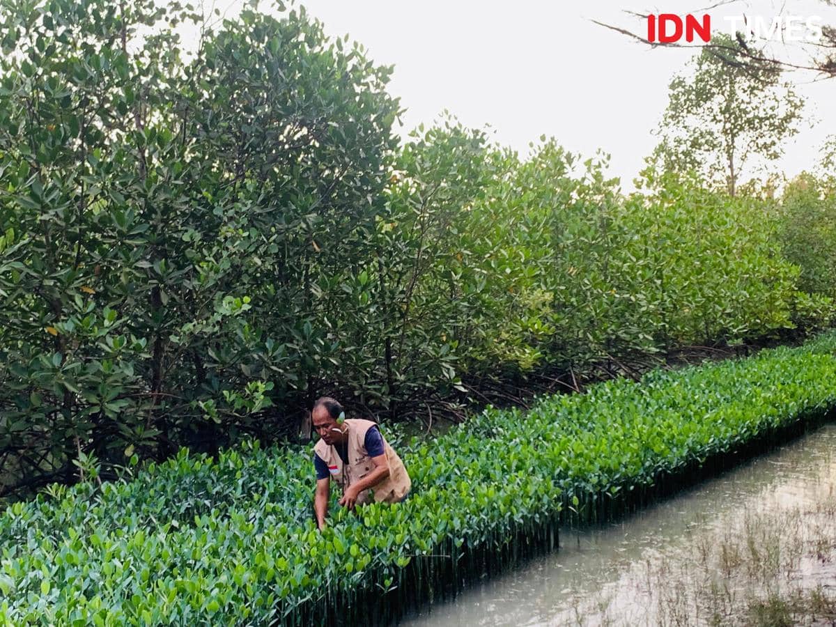Program mangrove PT Timah di Provinsi Bangka Belitung (IDN Times/Doni Hermawan)