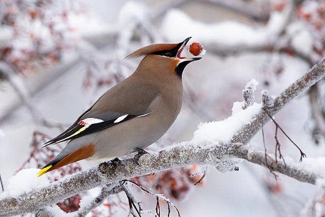 potret burung bohemian waxwing 