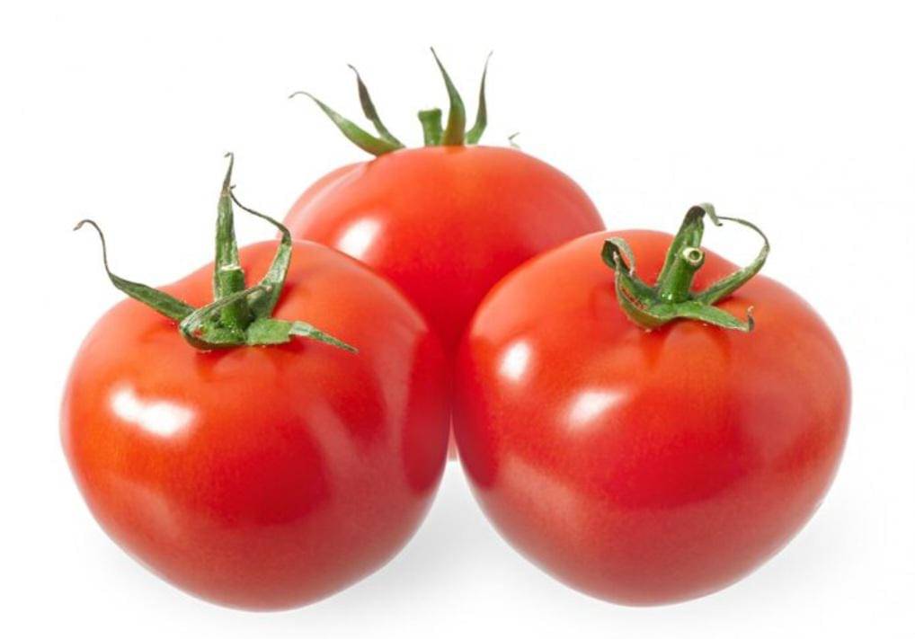 ilustrasi tomat