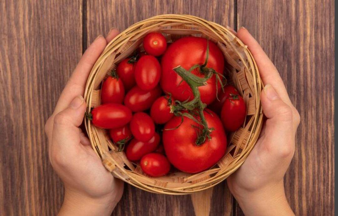 ilustrasi menyimpan tomat