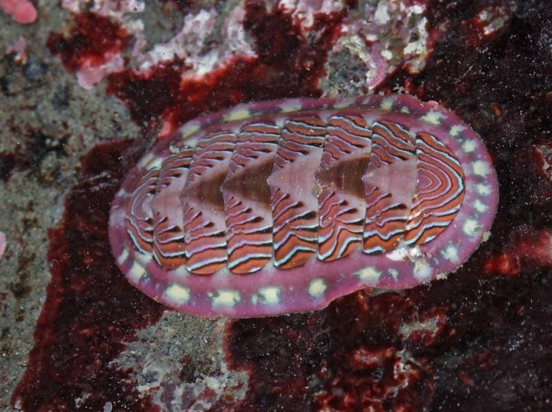 Ilustrasi chiton yang punya seribu mata dari kristal aragnonit