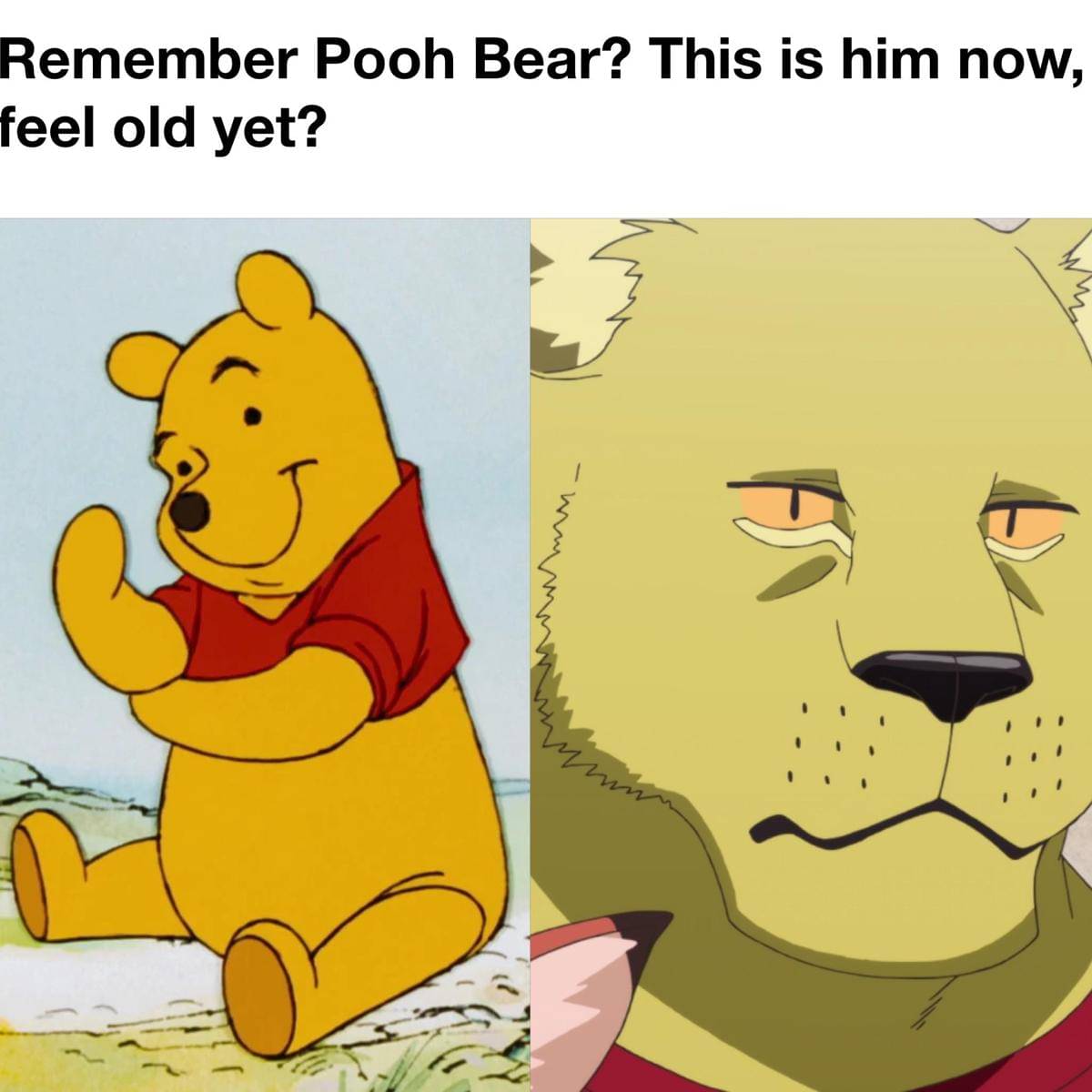 meme anime tentang beruang