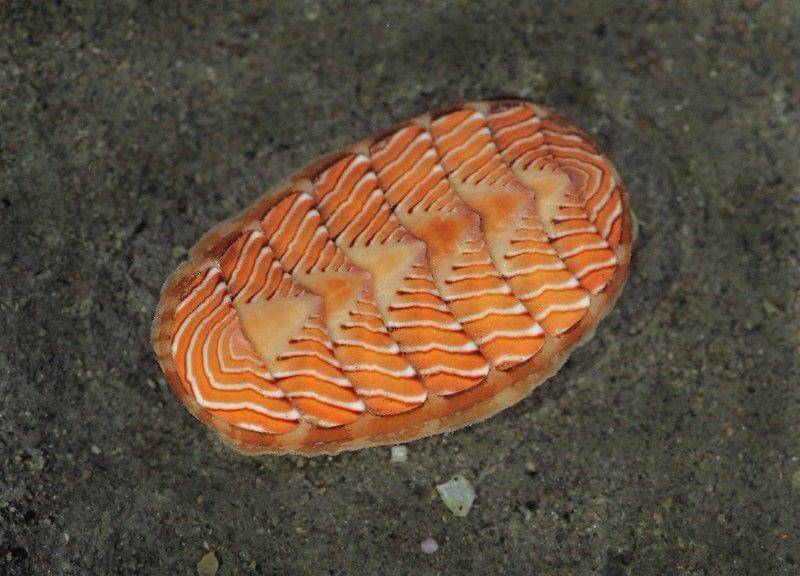 Ilustrasi hewan chiton salah satu hewan bermata paling banyak di dunia