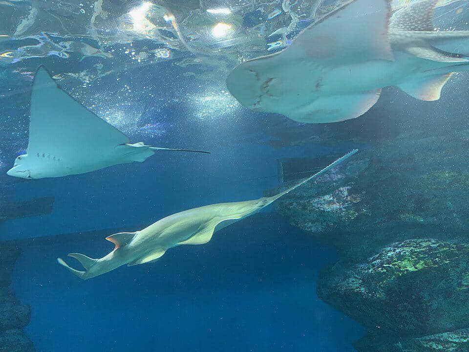 pari gergaji hjau serta beberapa jenis pari lain di akuarium