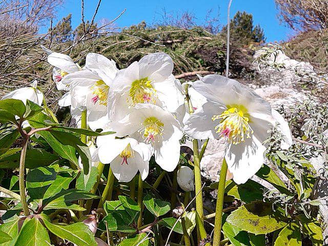 Bunga Hellebore