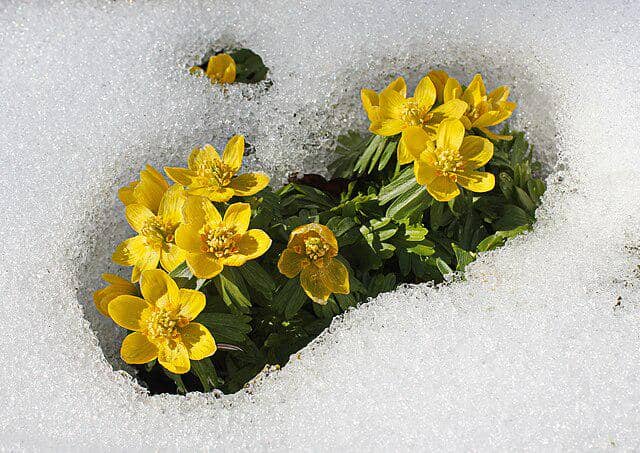 Winter Aconite 
