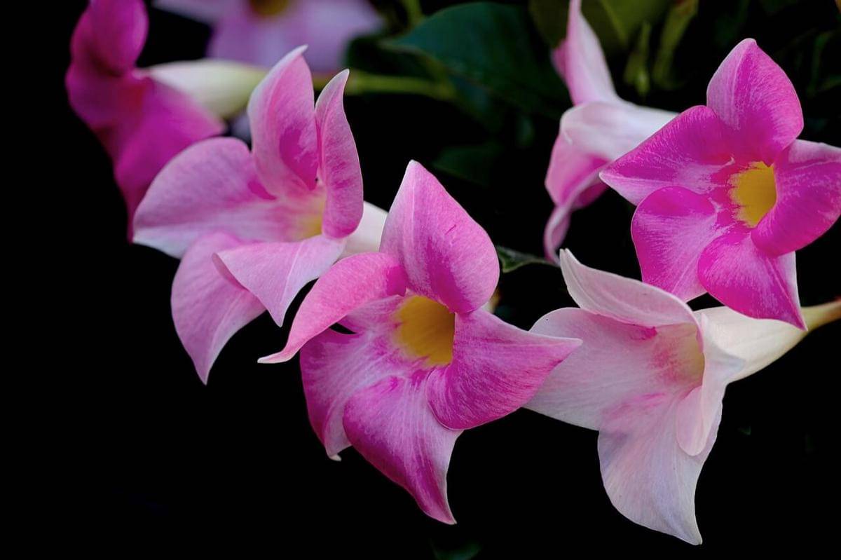 ilustrasi tanaman hias Mandevilla vine