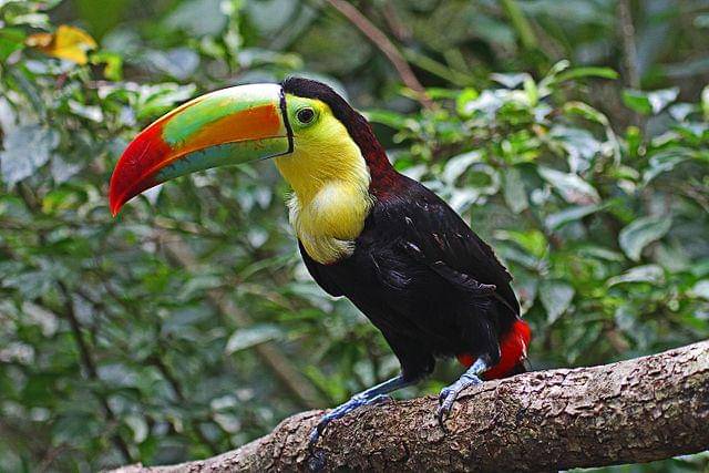 potret burung keel billed toucan 