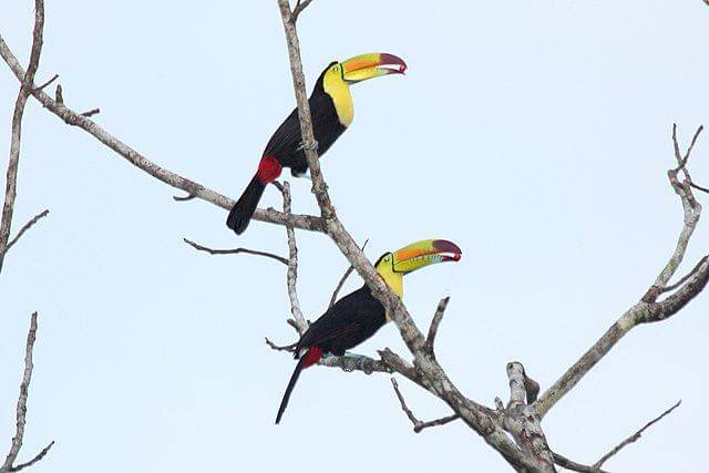 potret burung keel billed toucan