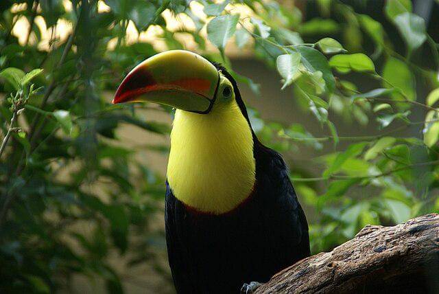 potret burung keel billed toucan