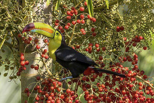 potret burung keel billed toucan