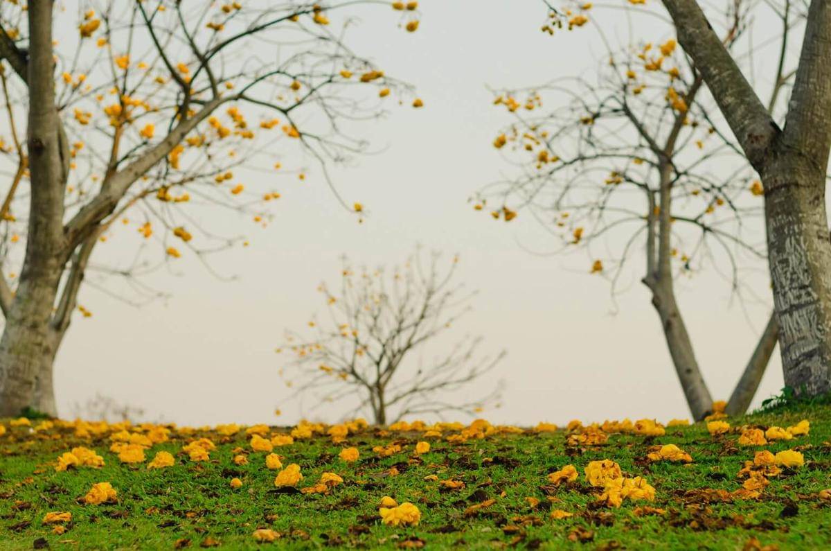 ilustrasi musim gugur