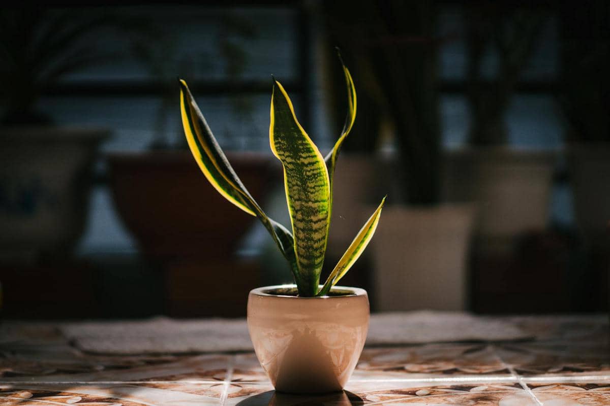 ilustrasi snake plant 