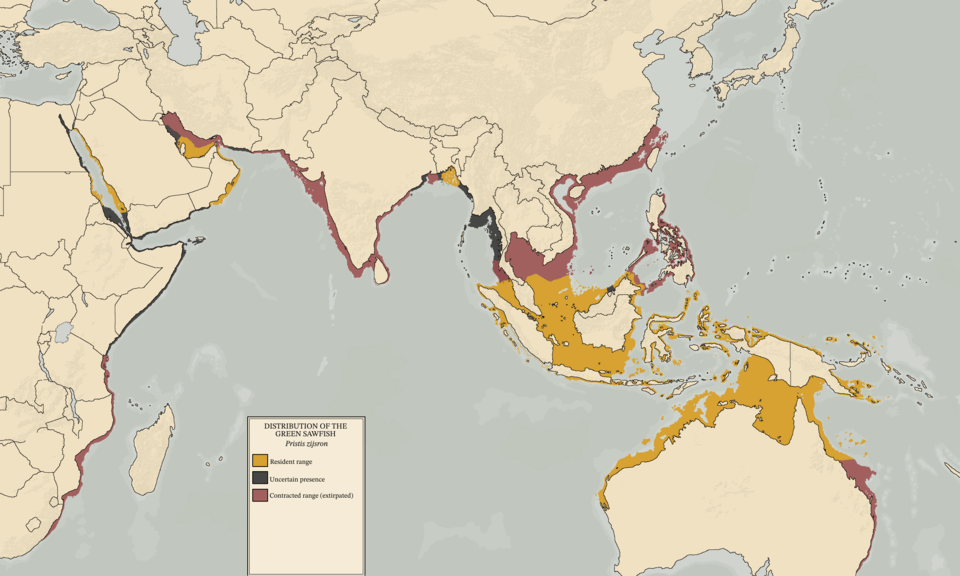 ilustrasi peta persebaran pari gergaji hijau