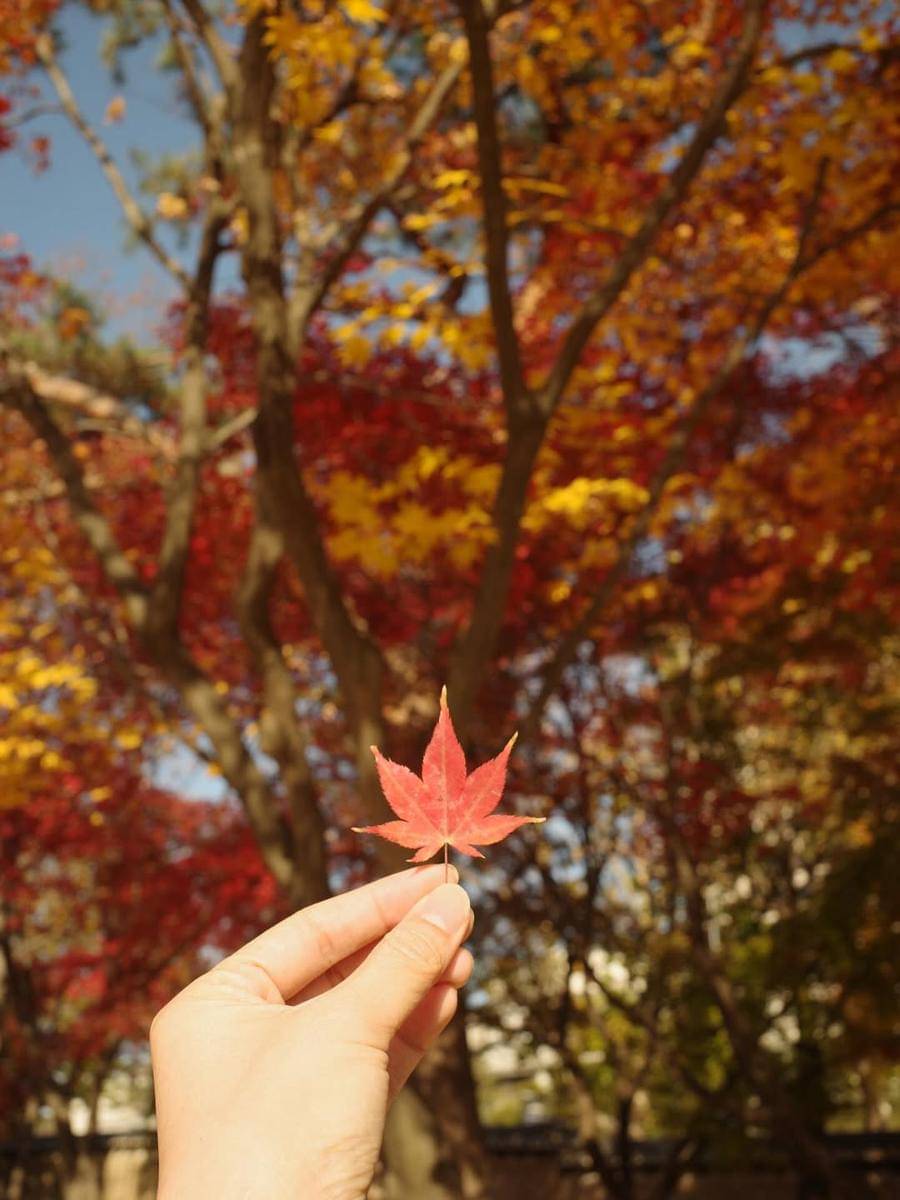Photoshoot Natasha Rizki dan sahabat di Korea Selatan saat auntumn.