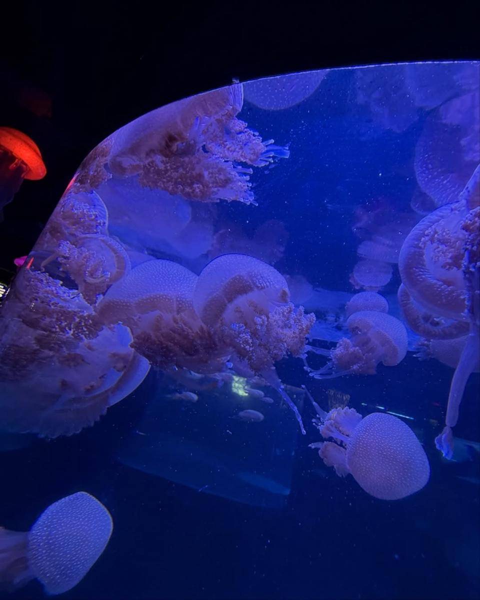 Ari Irham dan Taskya Namya aquarium date.