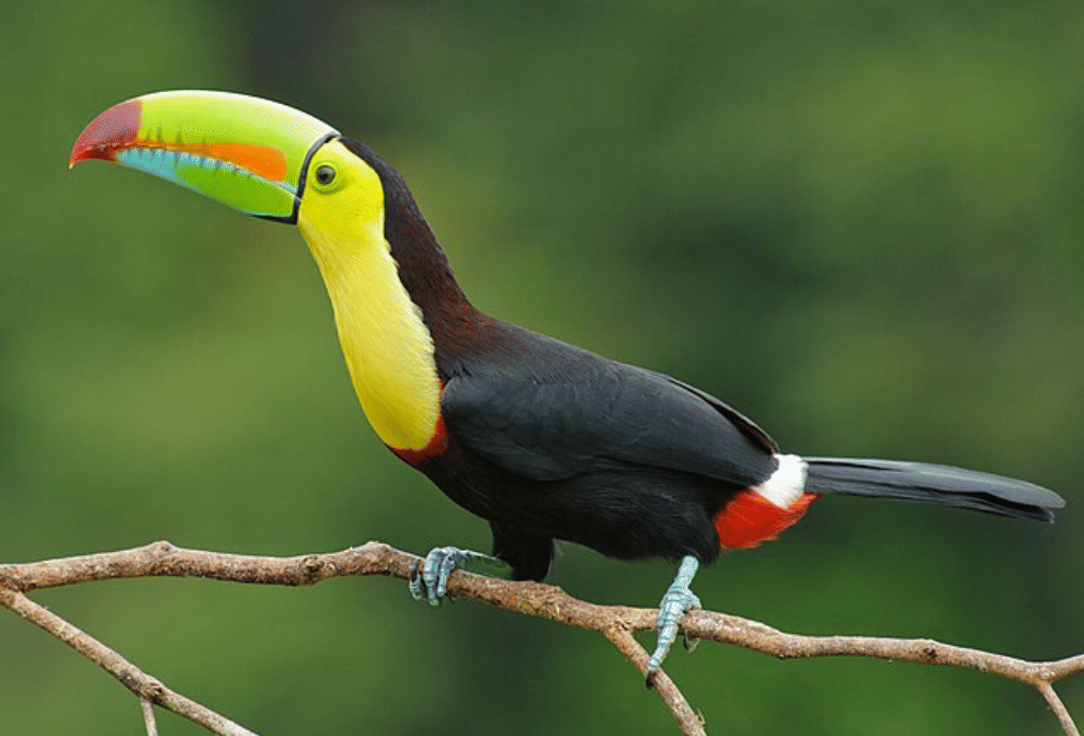 potret burung keel billed toucan