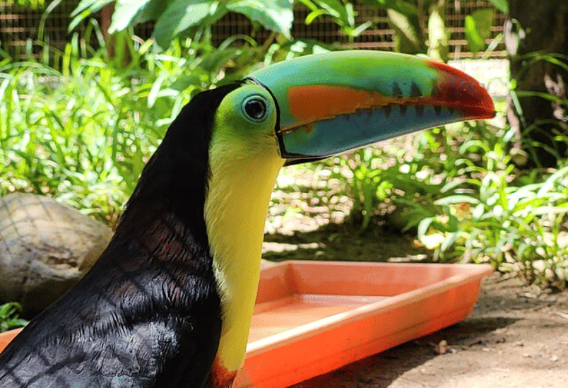 potret burung keel billed toucan
