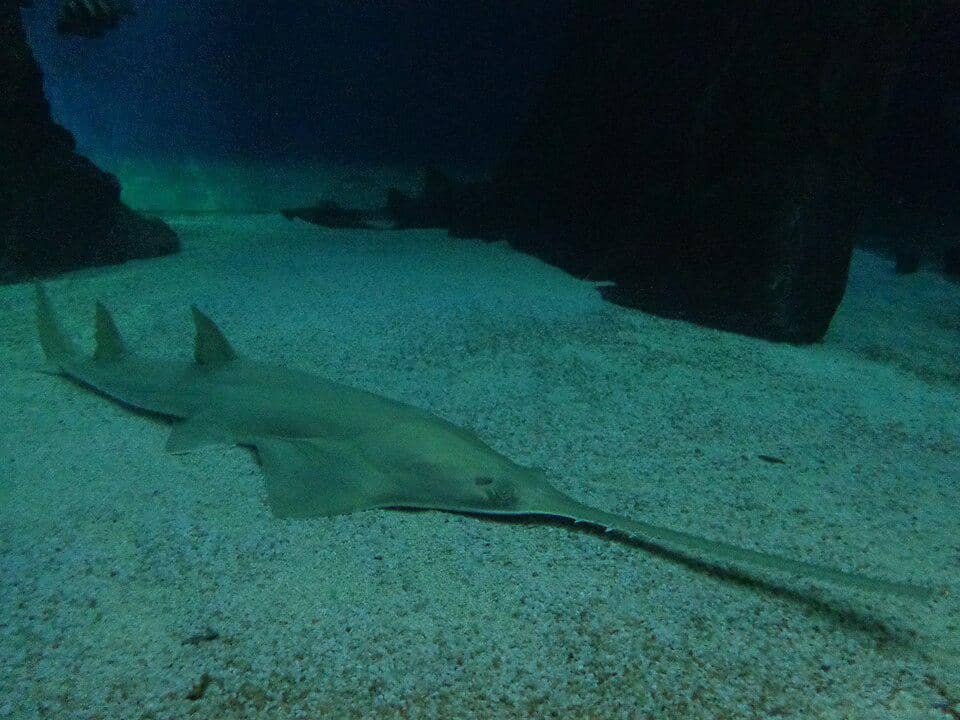 potret pari gergaji hijau dewasa