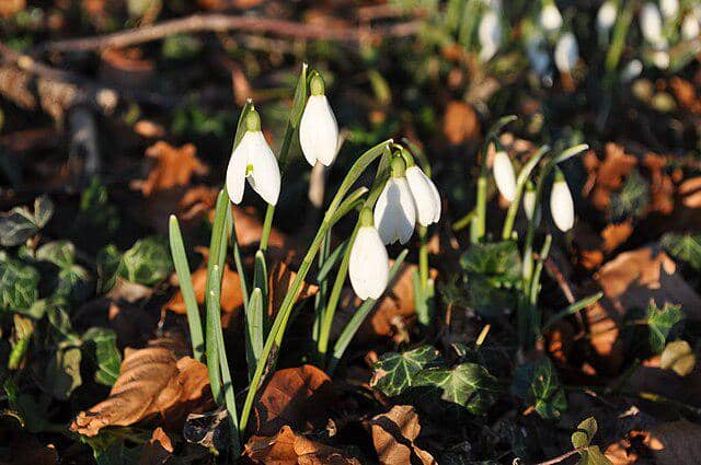 Bunga Snowdrops