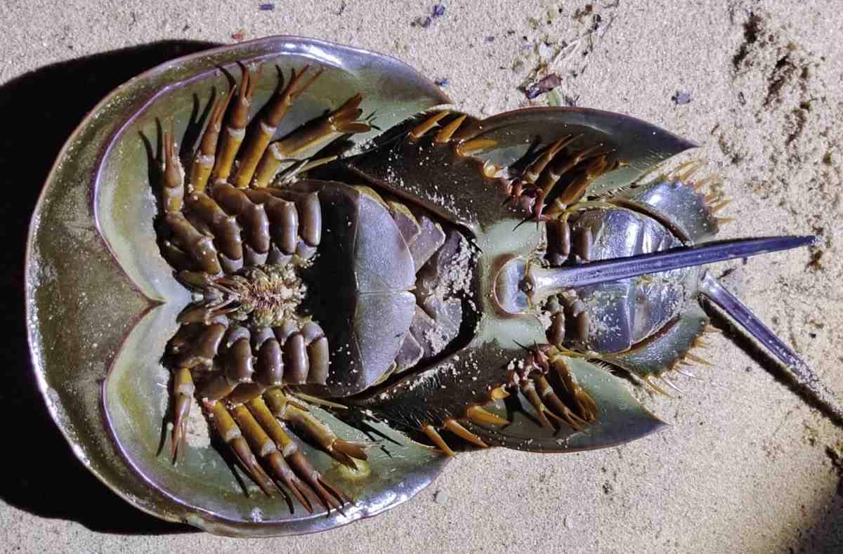 Ilustrasi belangkas yang jadi hewan purba bermata sepuluh