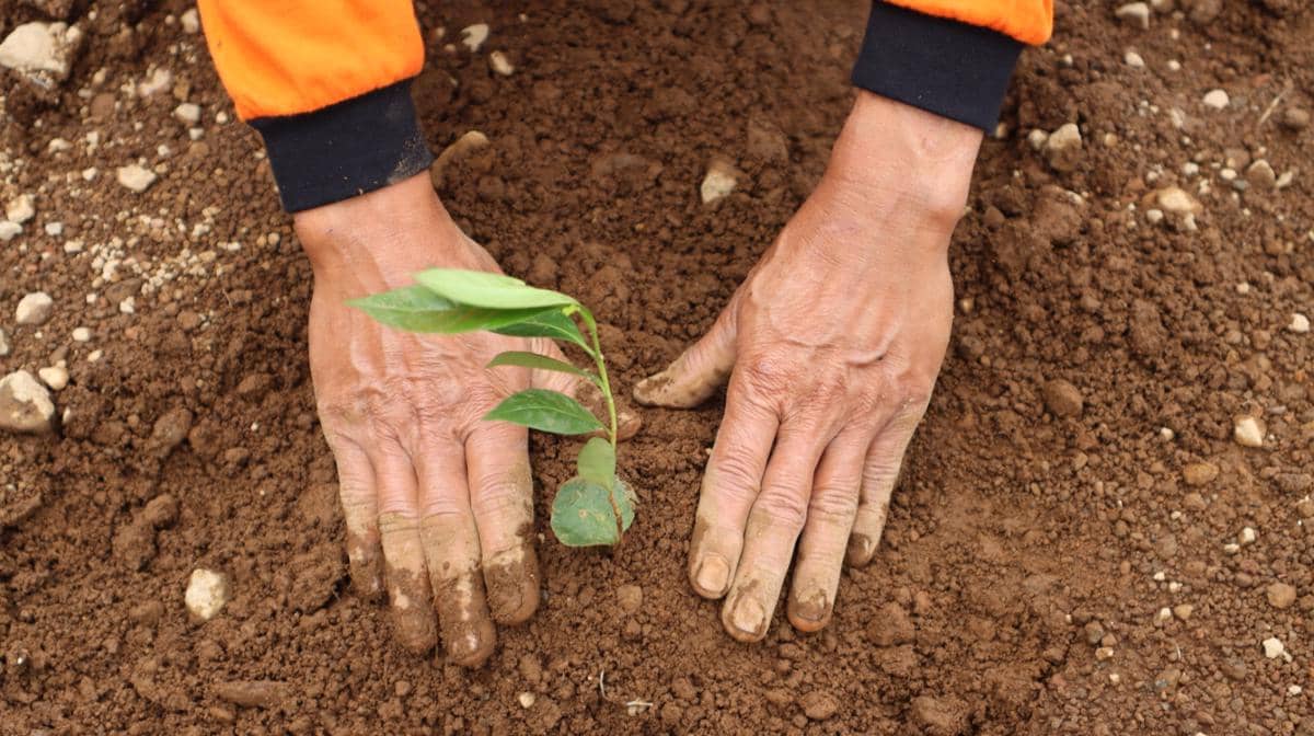 BNPB gelar acara tanam pohon di empat provinsi selama tiga hari. (Dok. BNPB)