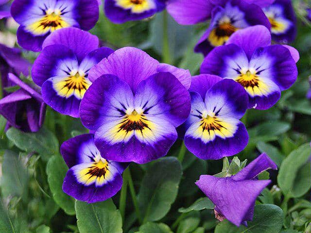 Bunga Winter Pansies