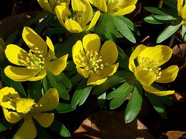 Winter Aconite