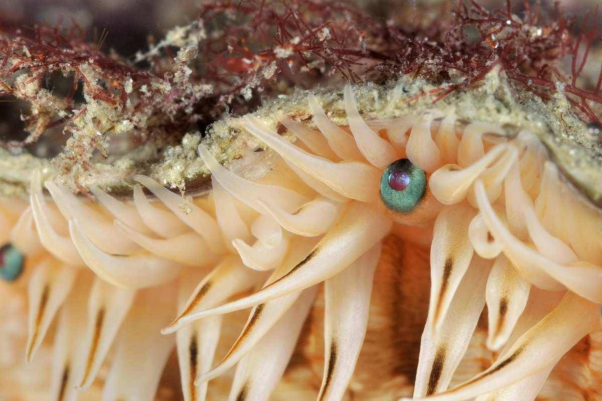 Ilustrasi scallop yang punya banyak tentakel dan mata