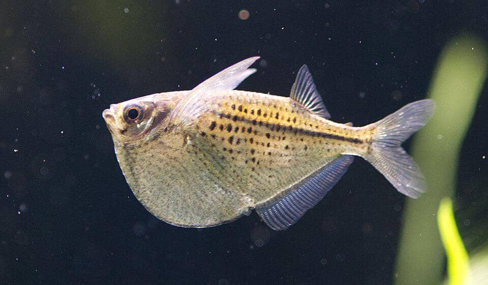 ilustrasi hatchetfish