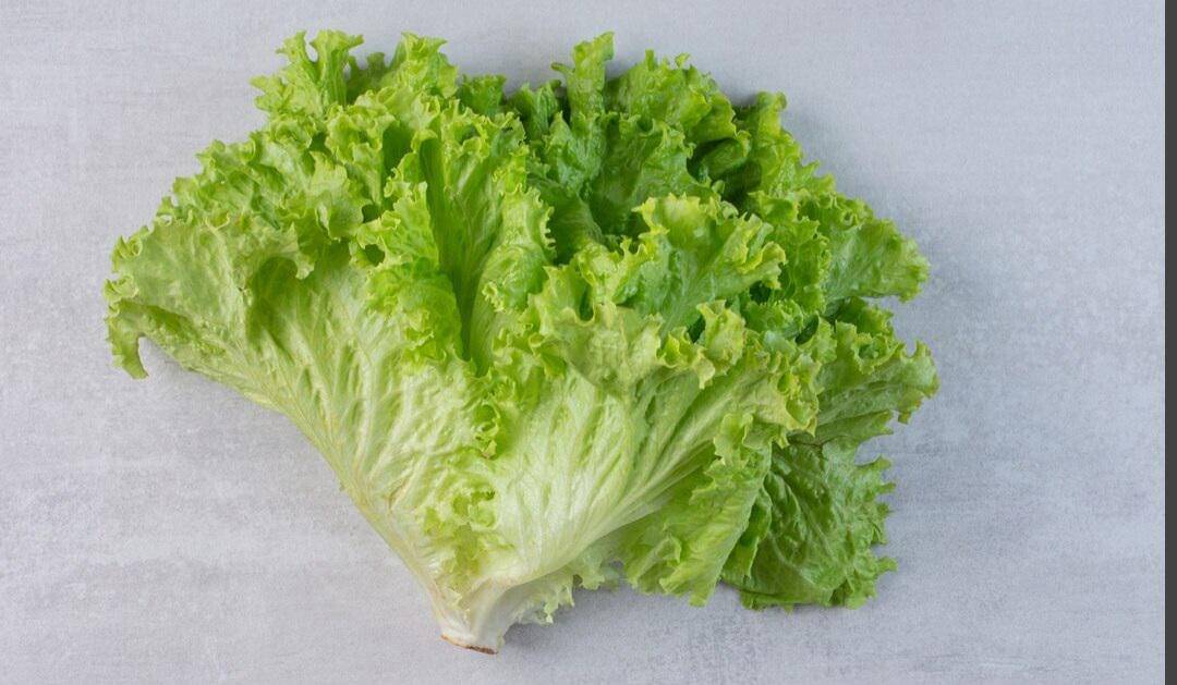 ilustrasi daun selada