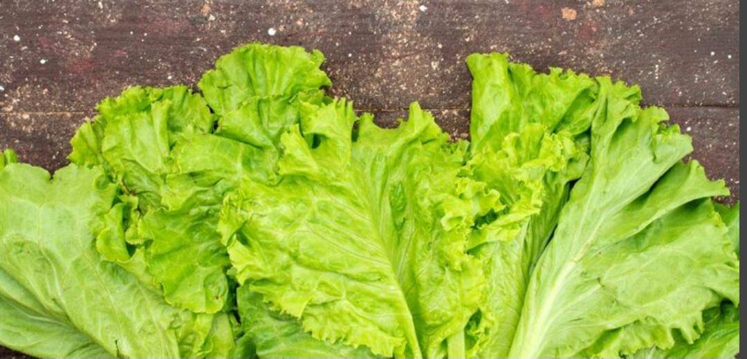 ilustrasi daun selada