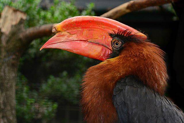 potret burung rufous hornbill