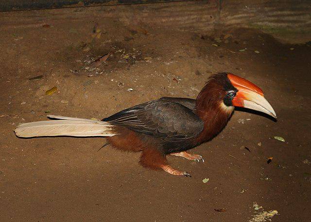 potret burung rufous hornbill