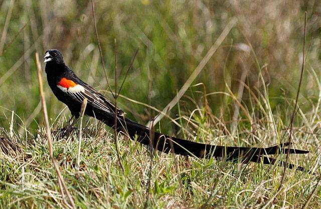 potret burung long-tailed widowbird