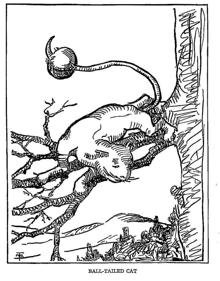 ilustrasi Ball-tailed Cat 